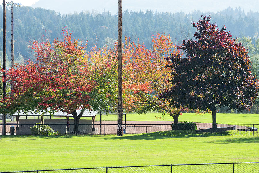 Changing Leaves At Skagit Valley Play Field Photograph by Tom Cochran