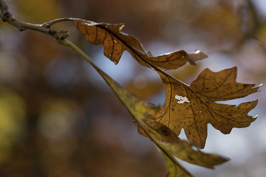 Changing leaves Photograph by Brooke Bowdren