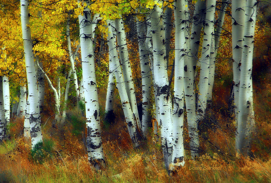 Tree Photograph - Changing Season by Donna Blackhall