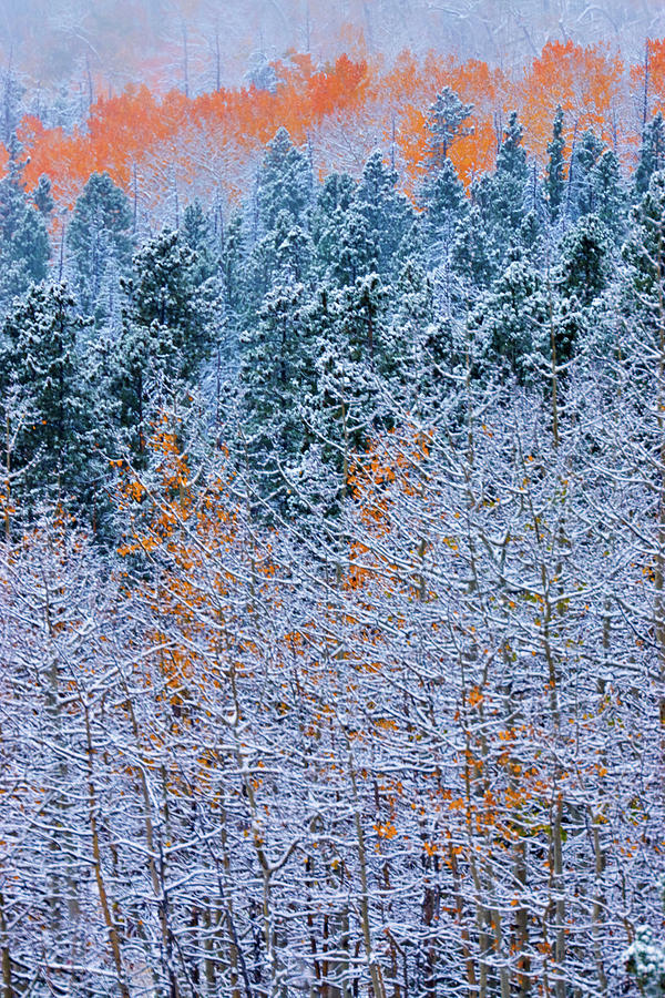 Changing Seasons II Photograph by John De Bord