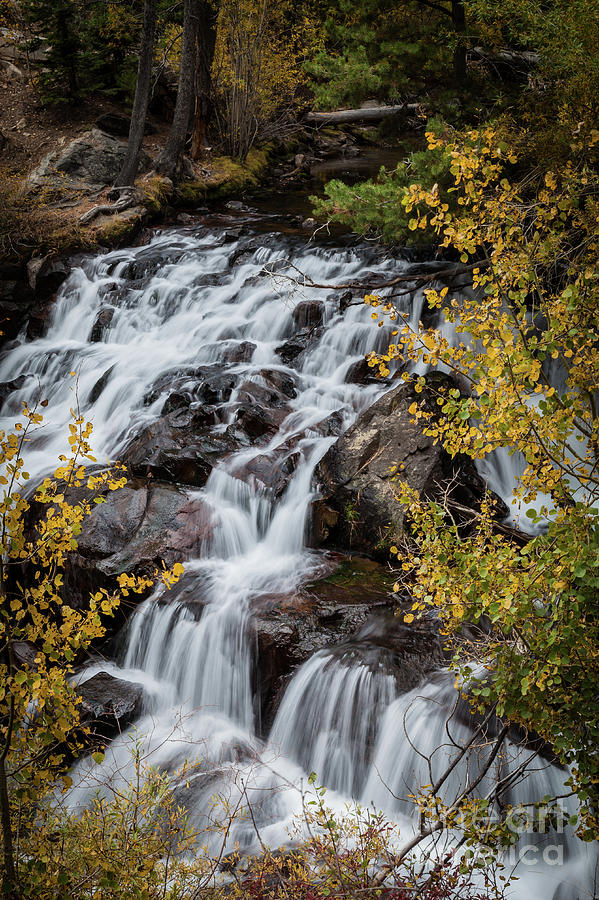 Changing Seasons Vertical Photograph by Webb Canepa