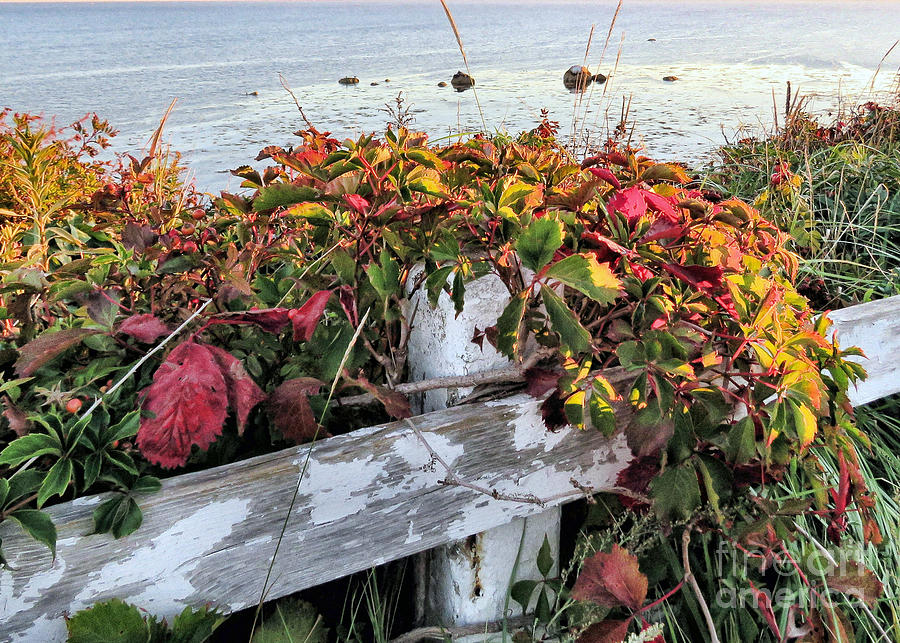 Changing Vegetation Manomet Point Photograph by Janice Drew