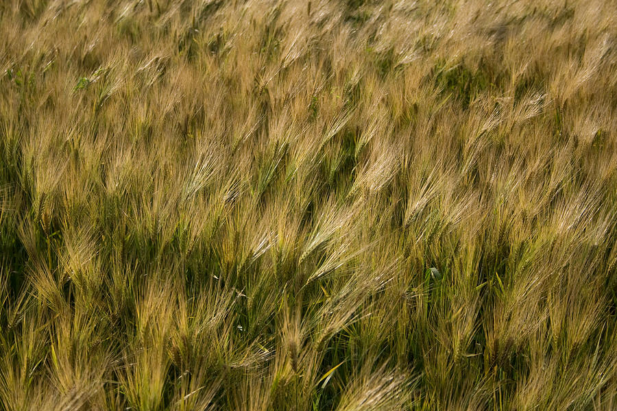 Changing Wheat Photograph by Dylan Punke