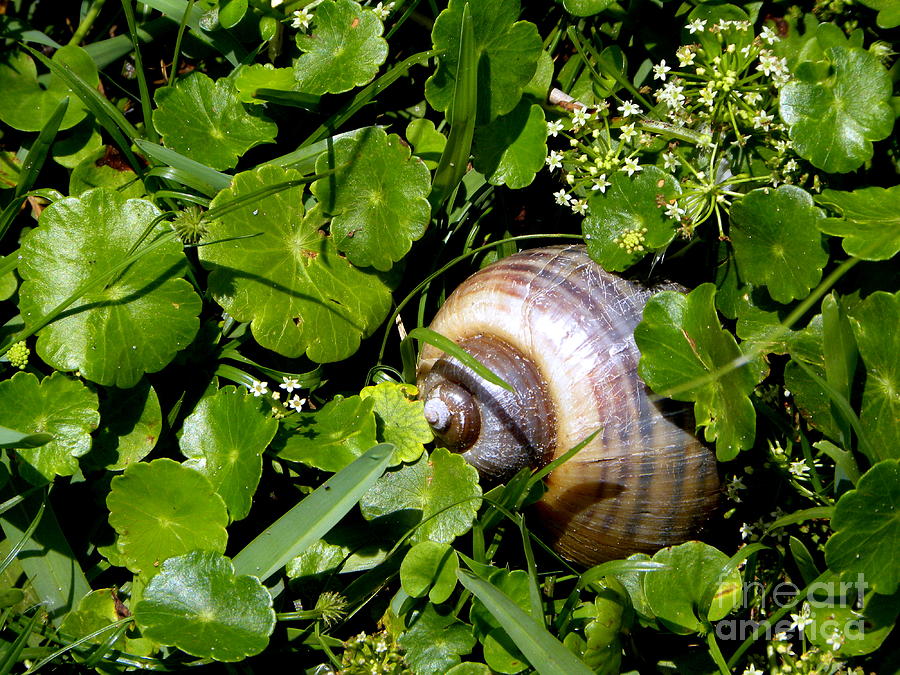 Channel Apple Snail Photograph by Terri Mills