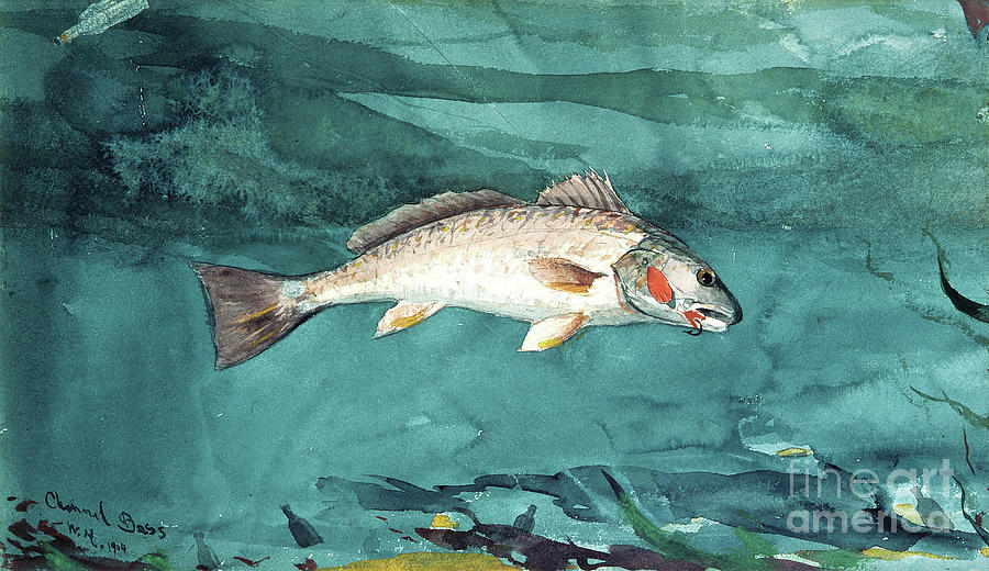Channel Bass, 1904  Painting by Winslow Homer