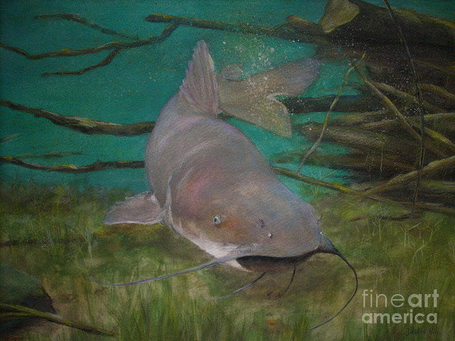 Channel Catfish Painting by Jackie Hill - Pixels