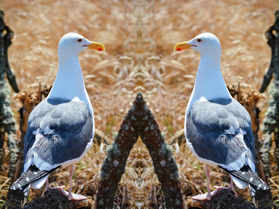 Channel Islands Seagull Mirror Photograph by Kyle Hanson