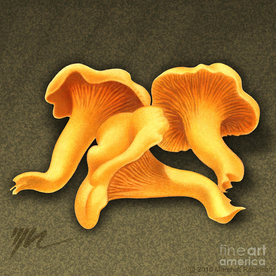 Mushroom Painting - Chantarelle Mushrooms by Marshall Robinson