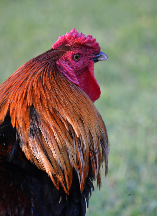 Chantecler Rooster Portrait 1 Photograph by Roy Erickson - Fine Art America