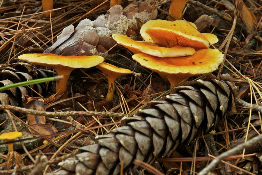 Chanterell Mushrooms  Photograph by Michael Peychich