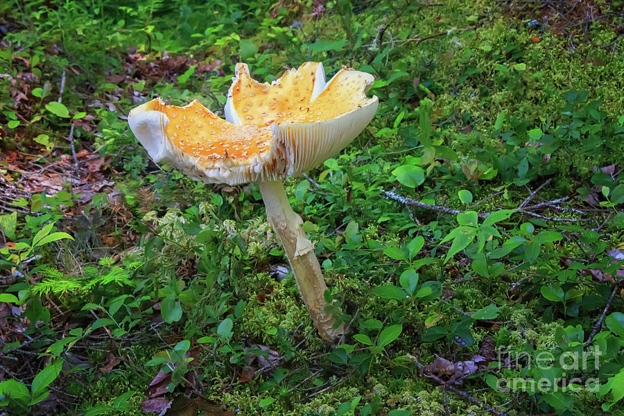 Chanterelle Mushroom Photograph by Elizabeth Dow