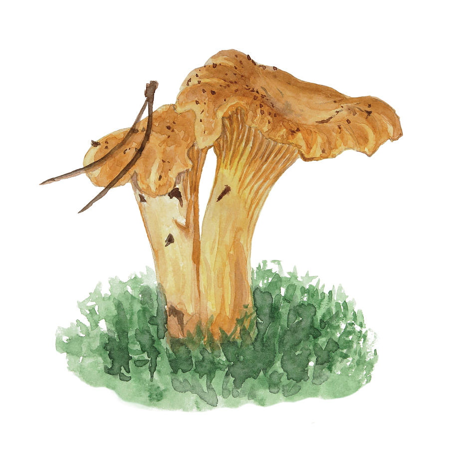 Chanterelle mushrooms in watercolor Painting by Elvira Ruban - Fine Art ...