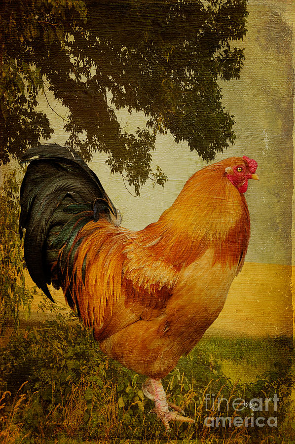 Rooster Photograph - Chanticleer by Lois Bryan