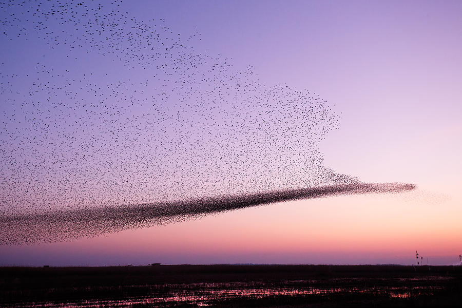 Starlings Photograph - Chaos in Motion - Starling Murmuration by Roeselien Raimond