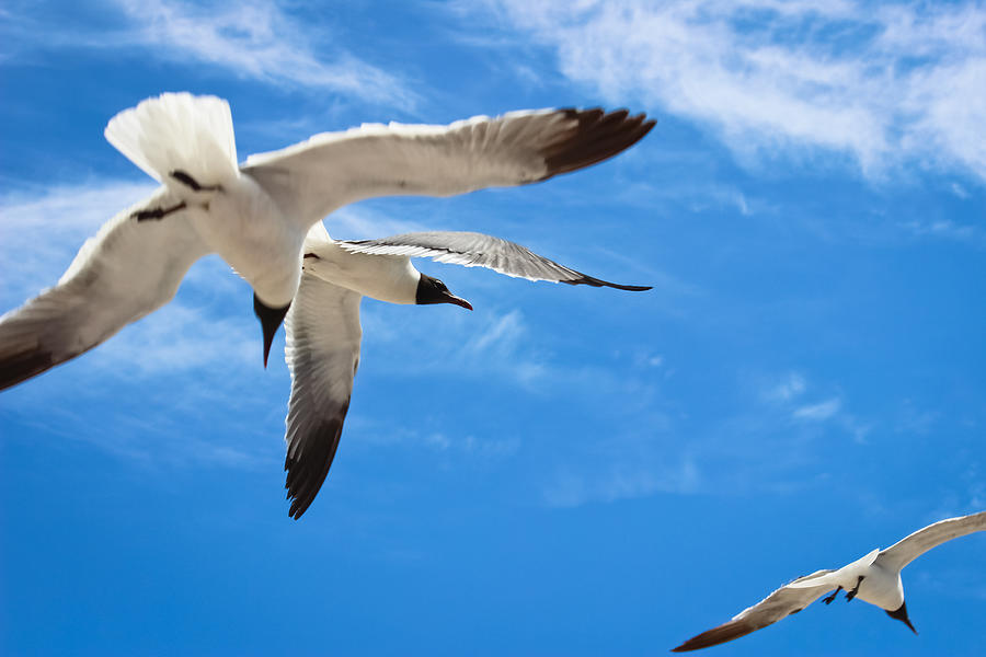 Chaos - Seagulls in Flight Photograph by Colleen Kammerer