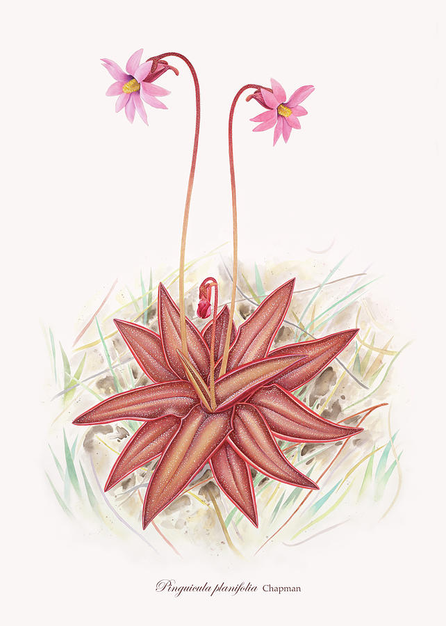 Flower Painting - Chapmans Butterwort by Scott Bennett