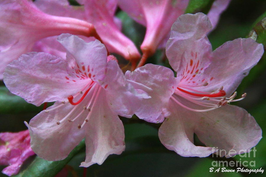 Chapmans Rhododendron Photograph by Barbara Bowen