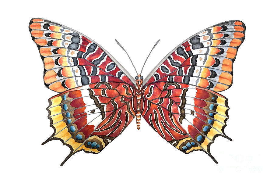 Charaxes Butterfly Painting by Lucy Arnold