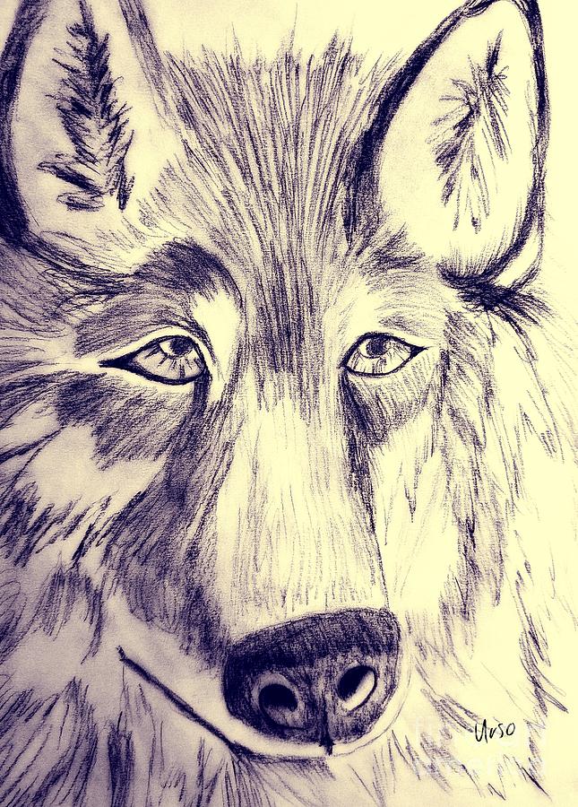 Charcoal Wolf Drawing by Maria Urso
