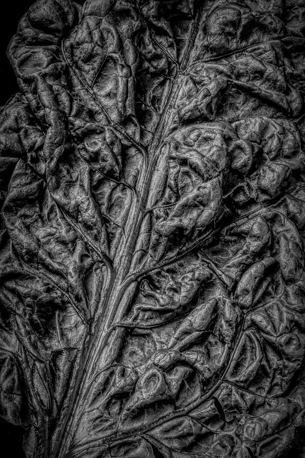 Chard Leaf In Black And White Photograph by Garry Gay