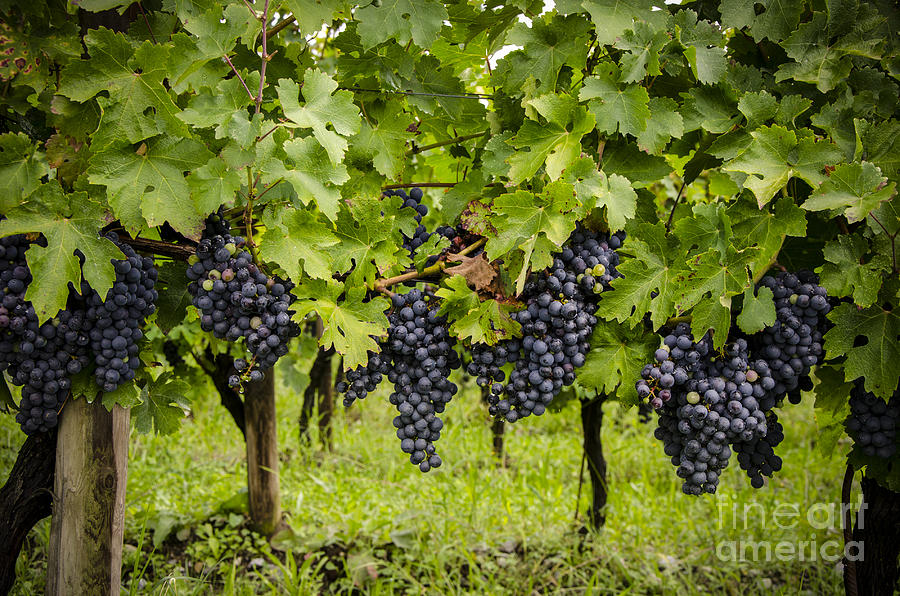 Chardonnay grape cluster Digital Art by Perry Van Munster