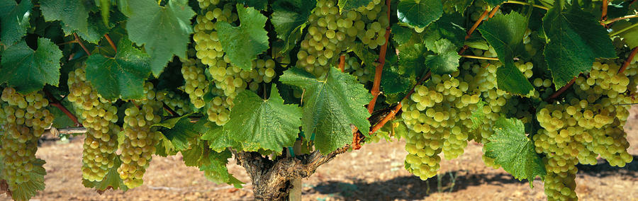 Wine Photograph - Chardonnay Grapes On The Vine, Napa by Panoramic Images