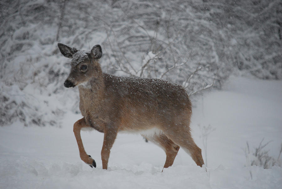 Deer Photograph - Charge by Lori Tambakis