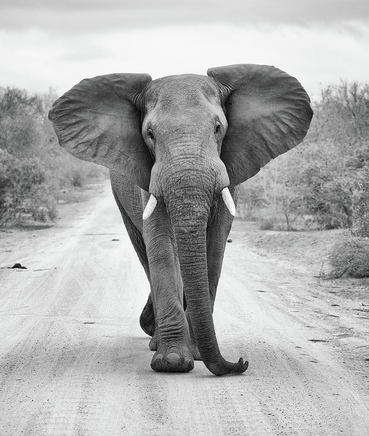 Charging Bull Elephant Photograph by Max Waugh
