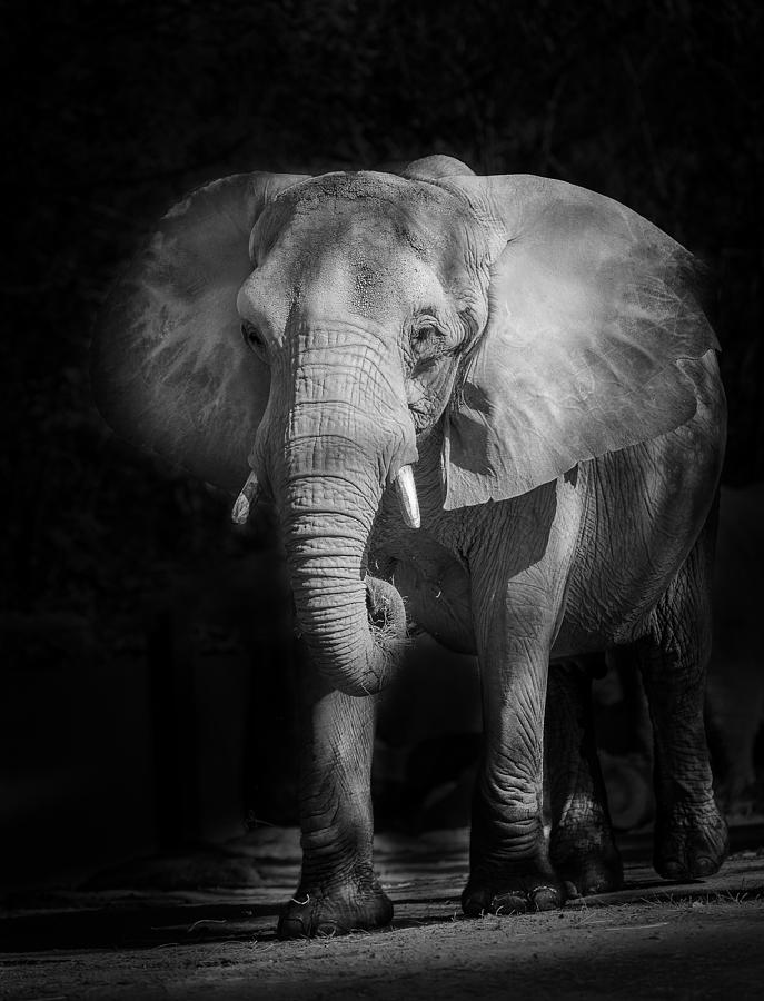 Elephant Photograph - Charging Elephant by Ken Barrett