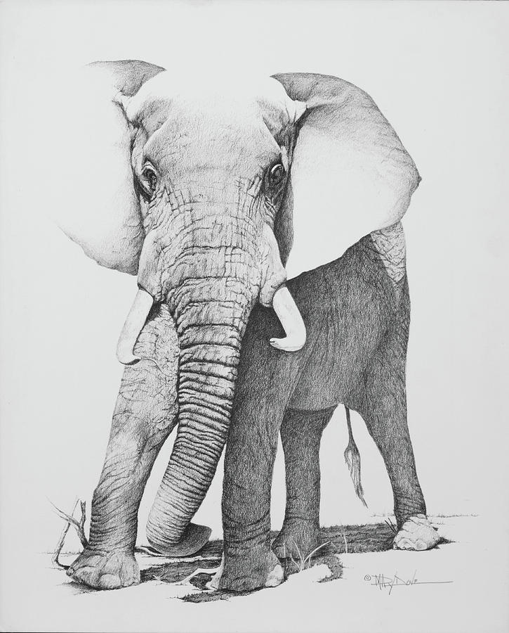 Charging Elephant Drawing by Mary Dove
