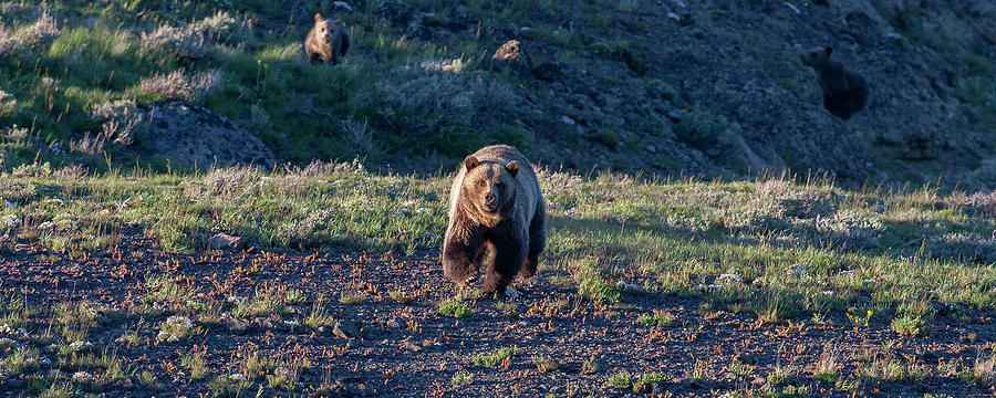 Charging Grizzly  Photograph by Mark Miller