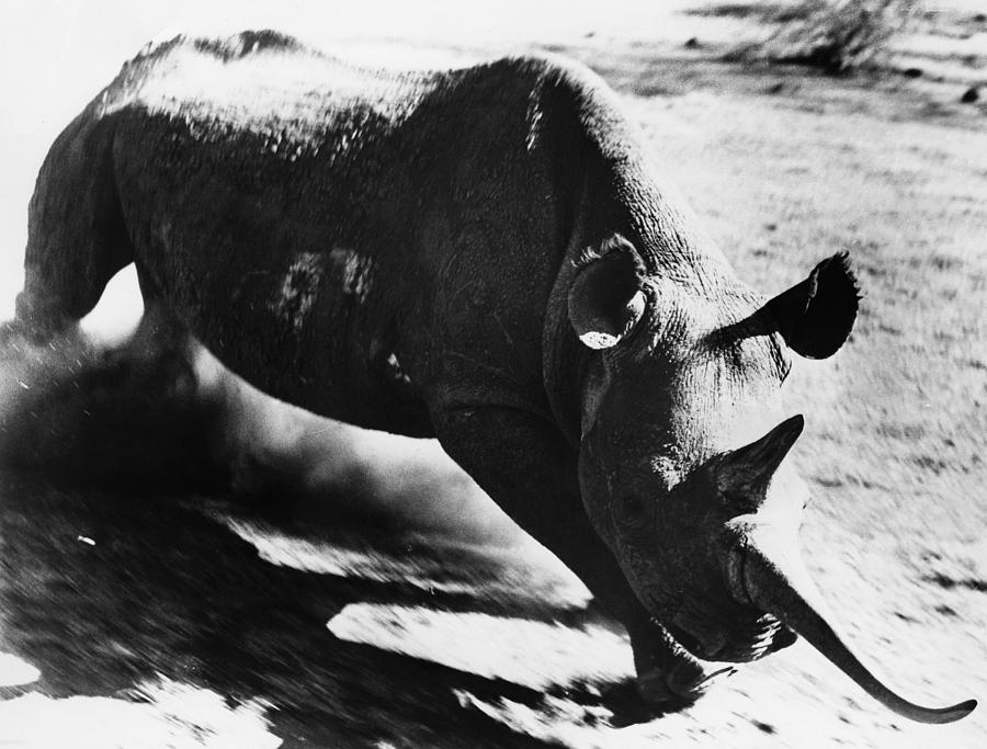 1951 Photograph - Charging Rhinoceros by Granger