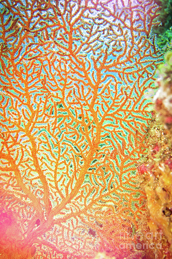 Charismatic Coral Photograph by Becqi Sherman