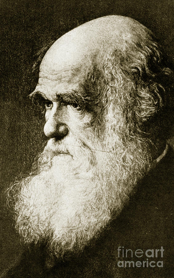 Charles Darwin Drawing by Walter William Ouless