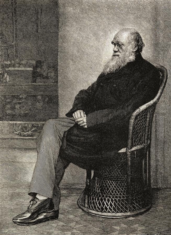 Black And White Drawing - Charles Darwin,1809  1882. British by Vintage Design Pics