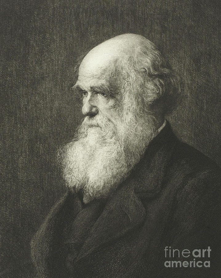 Portrait Drawing - Charles Robert Darwin by Walter William Ouless