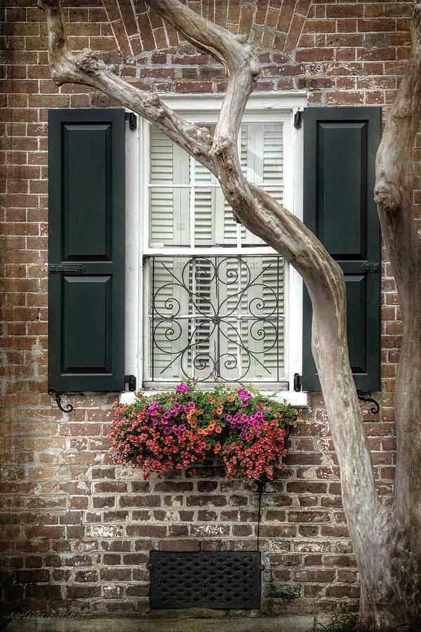 Charleston Black Shutters, Window Flower Box Photograph by Melissa Bittinger