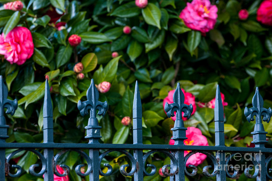 Charleston Camellia Blooming Photograph