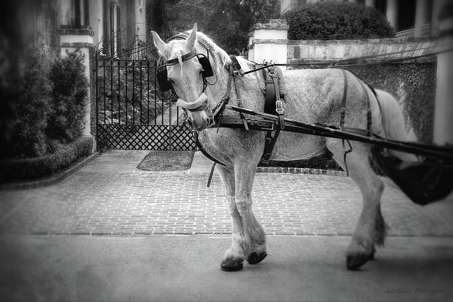 Charleston Carriage Horse Black and White Photograph by Melissa Bittinger