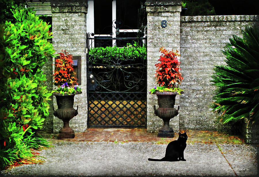 Charleston Cat Photograph