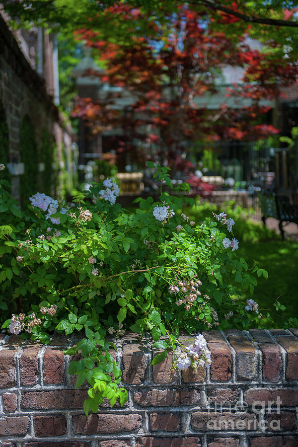 Charleston Courtyard In The Spring Photograph