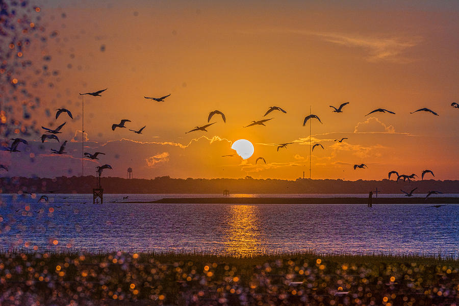 Bird Photograph - Charleston dayout by RC Pics