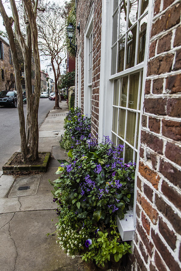 Charleston Flower pot and street Photograph by John McGraw