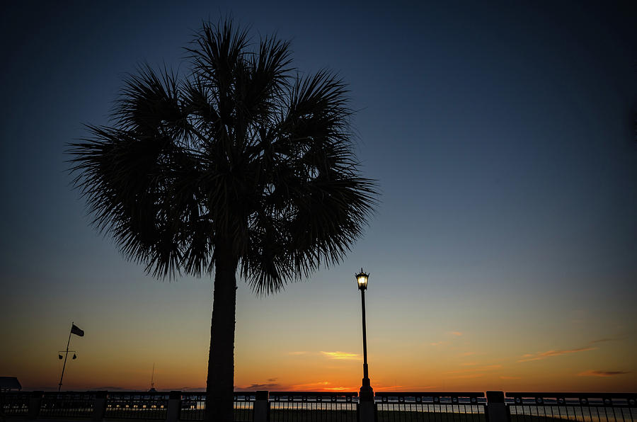 Charleston Palm Tree Sunrise Photograph by Anthony Doudt