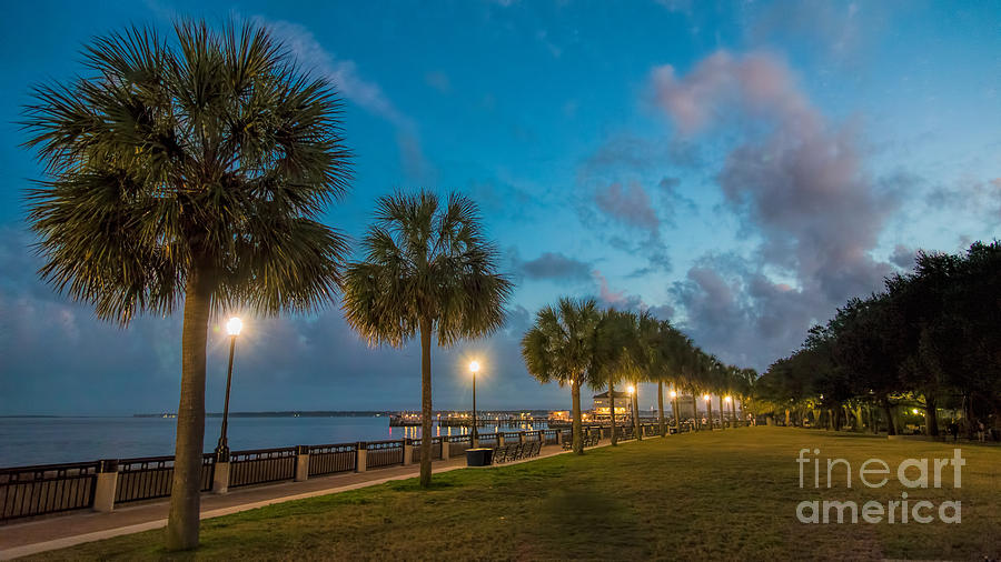 Charleston Palms Photograph by Robert Loe