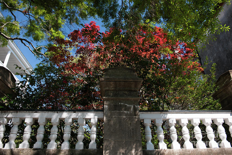 Charleston Porch Bloom Photograph