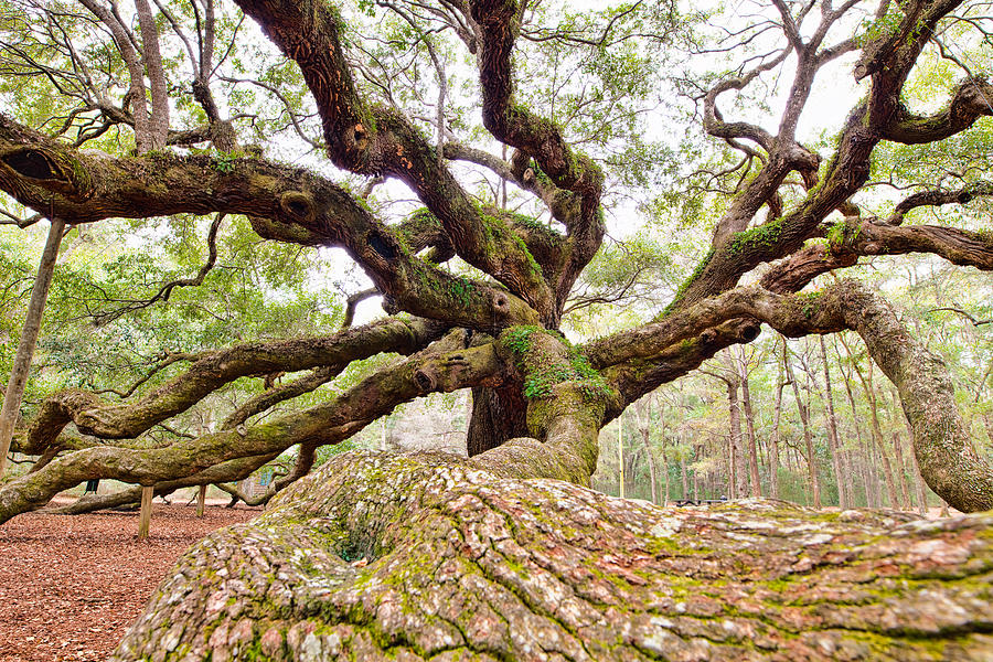 Charleston Sc Angel Oak Tree South Carolina Landscape Photograph By