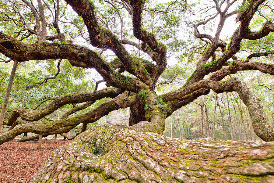 Charleston Sc Angel Oak Tree South Carolina Landscape Photograph by ...