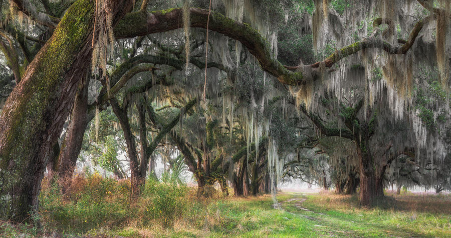 Charleston Sc Avenue Of Oaks Lowcountry Scene South Carolina Photograph ...