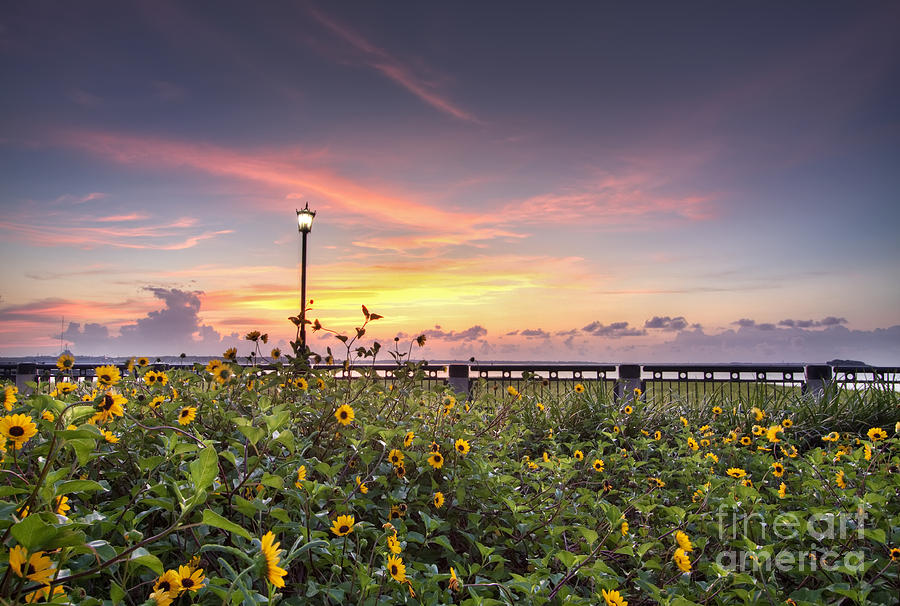 Charleston Waterfront Park Sunrise Photograph by Dustin K Ryan
